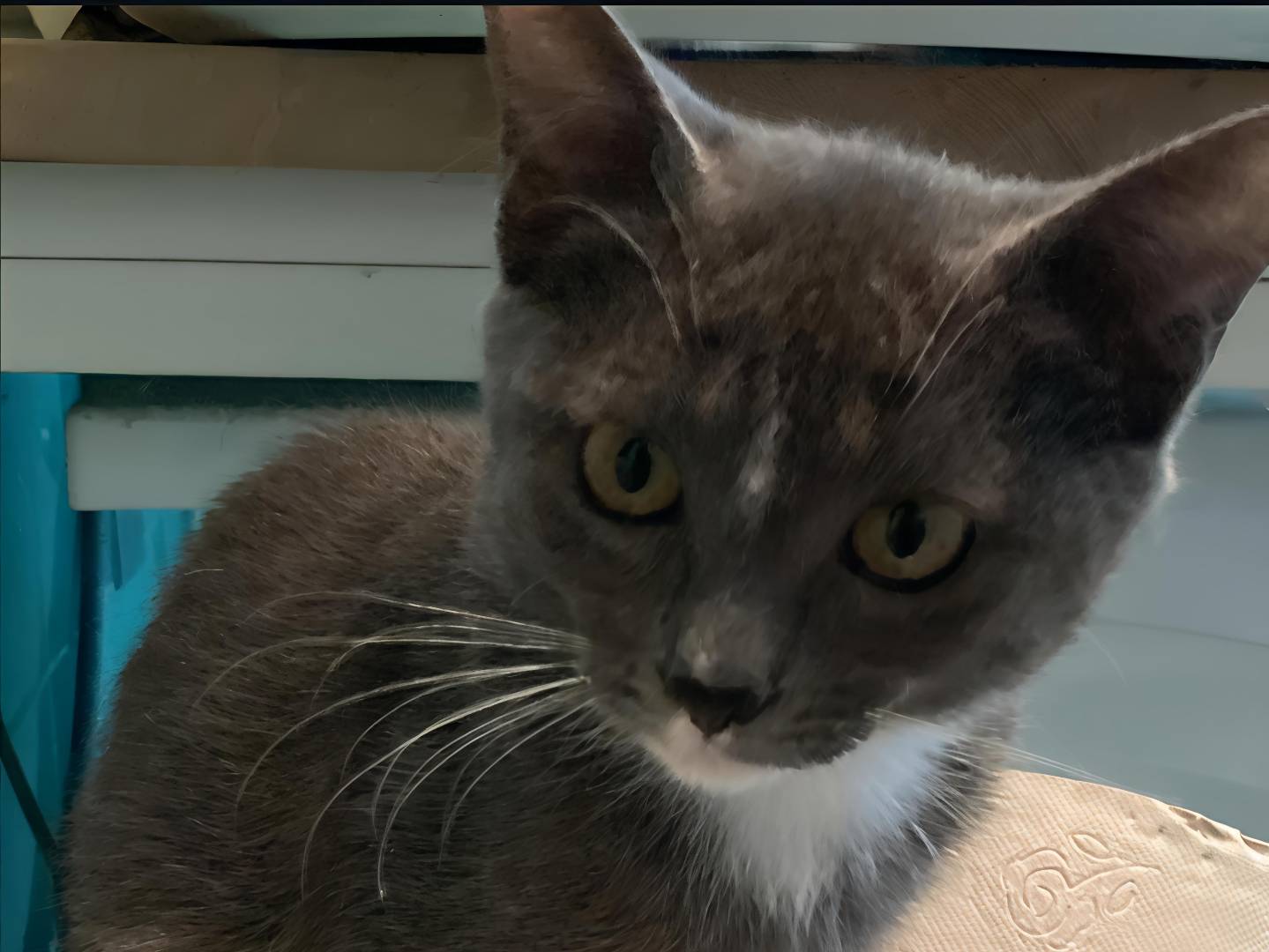 Adotta un gatto, femmina, 3 mesi, Vicenza