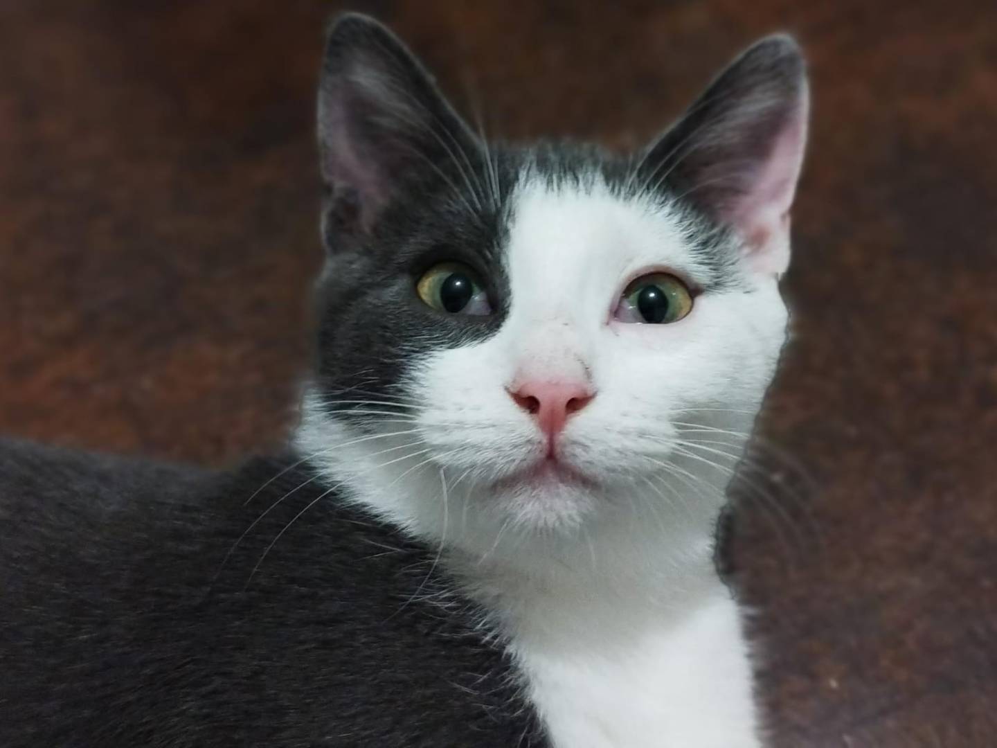 Adozione gatto, maschio, Razza sconosciuta Razza sconosciuta, 2 mesi, taglia non valida, Vicenza