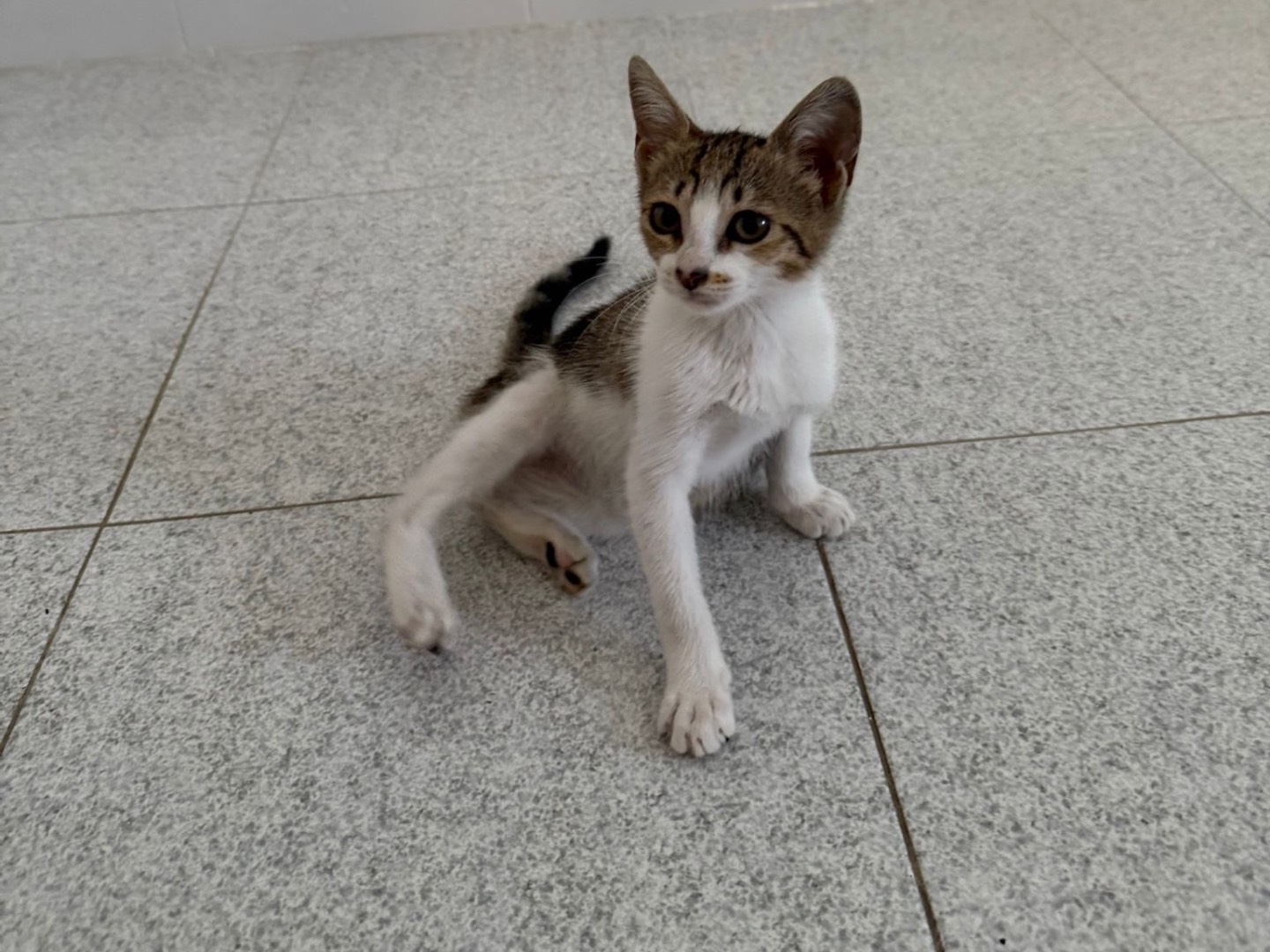 Adozione gatto, femmina, Razza sconosciuta Razza sconosciuta, 3 mesi, taglia non valida, Bari
