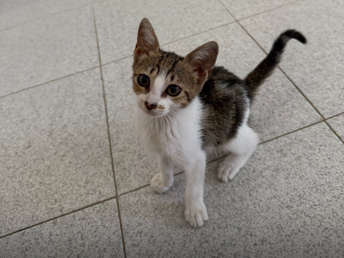 Adotta un gatto, femmina, 3 mesi, Bari