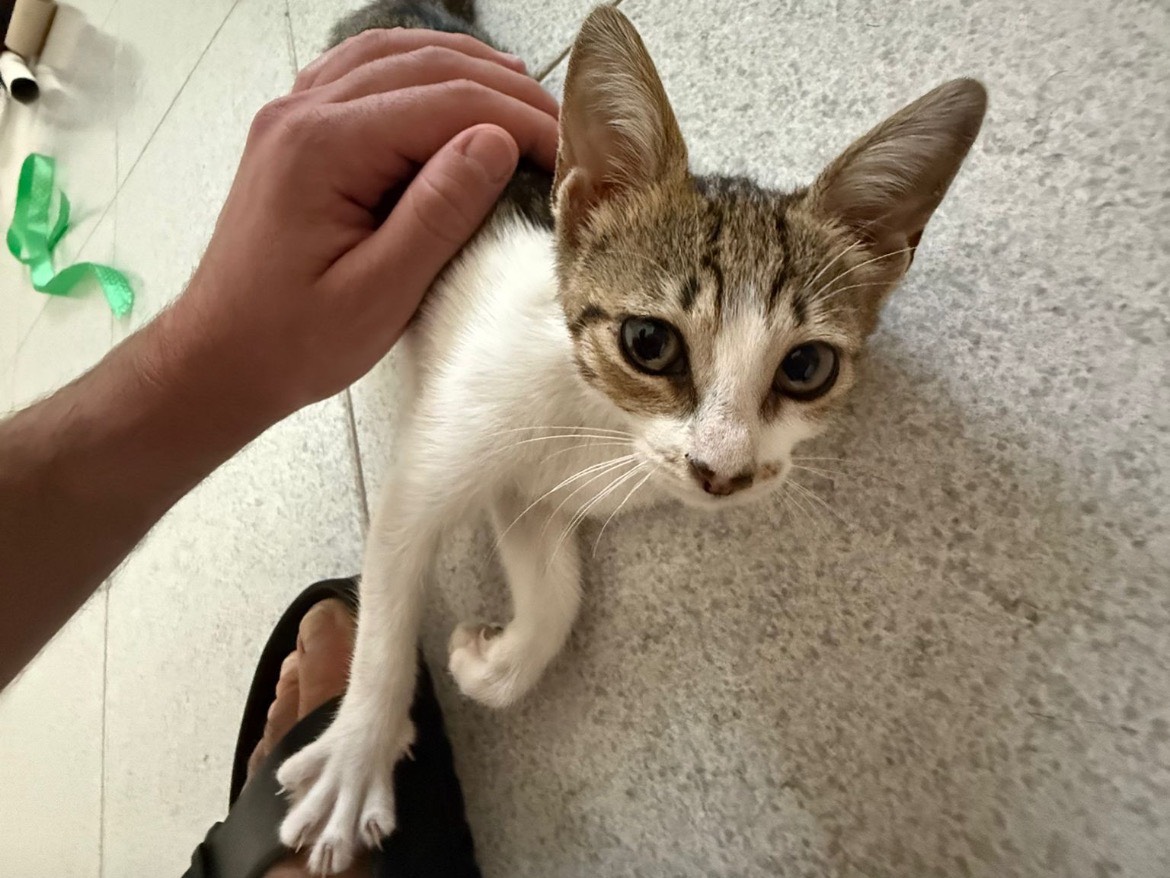 Adotta un gatto, taglia non valida, femmina, Bari