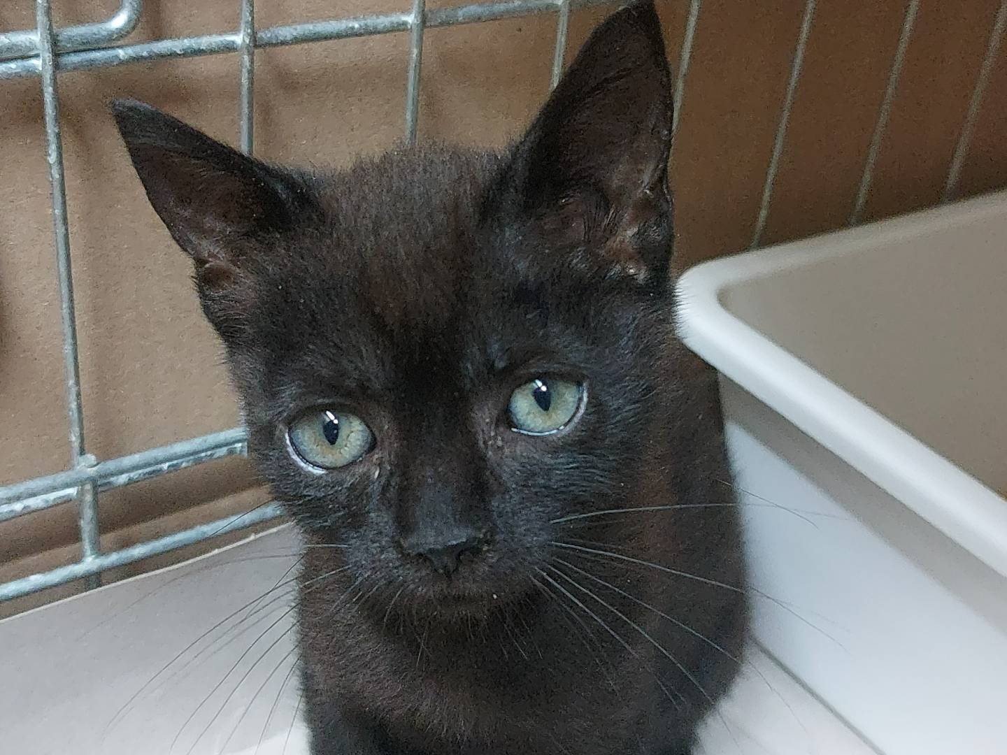 Adozione gatto, femmina, Razza sconosciuta Razza sconosciuta, 2 mesi, taglia non valida, Chieti