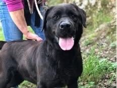 Foto 1 dell'animale