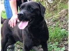 Foto 3 dell'animale