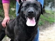 Vuoi adottare un cane a Latina?
