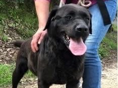 Adotta il cane Axel a Latina