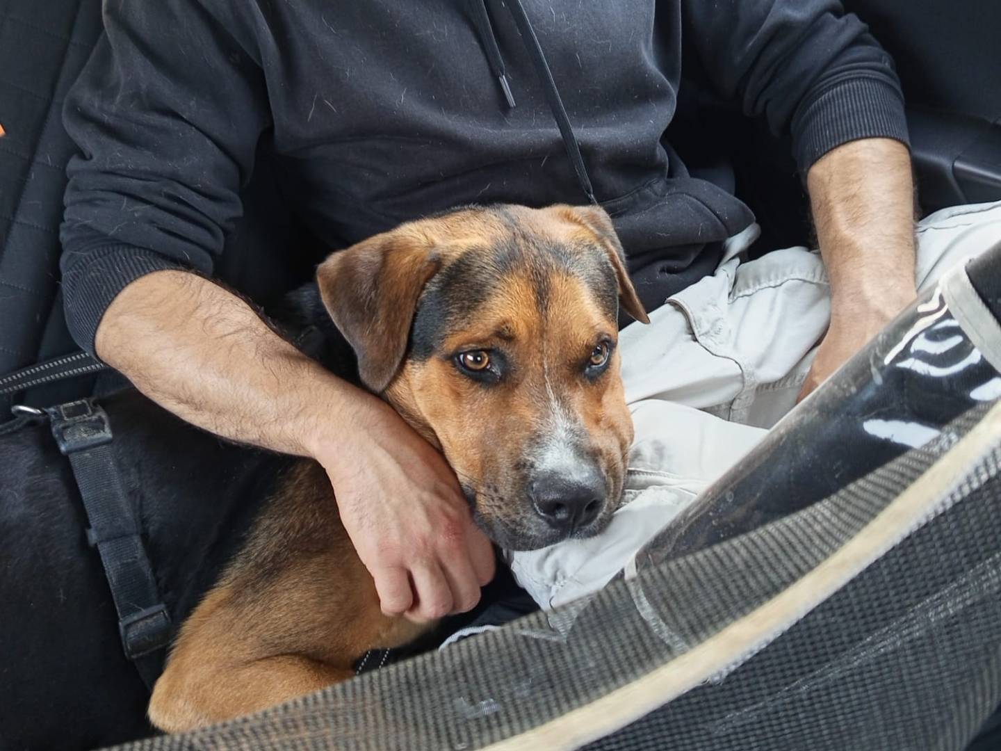 Vuoi adottare un cane a Milano?