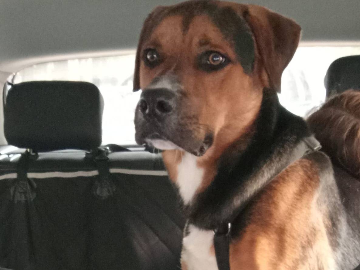 Adotta il cane Buck a Milano