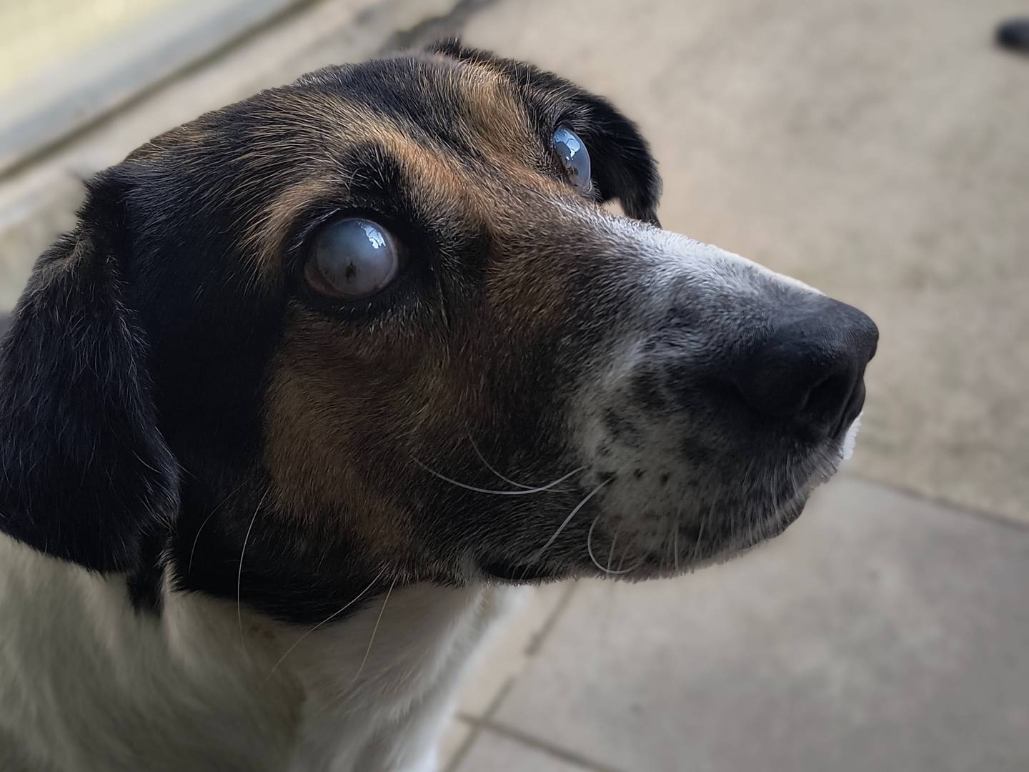 Adozione cane, maschio, Razza sconosciuta Razza sconosciuta, 6 anni e 1 mese, taglia media, Milano