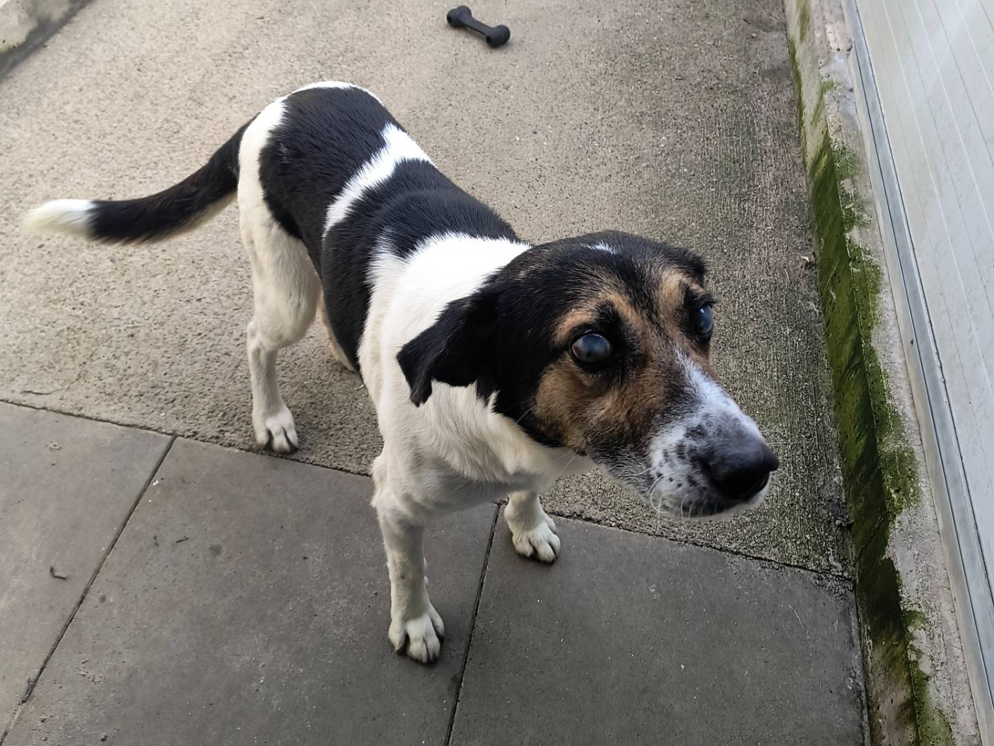 Adotta un cane, maschio, 6 anni e 1 mese, Milano