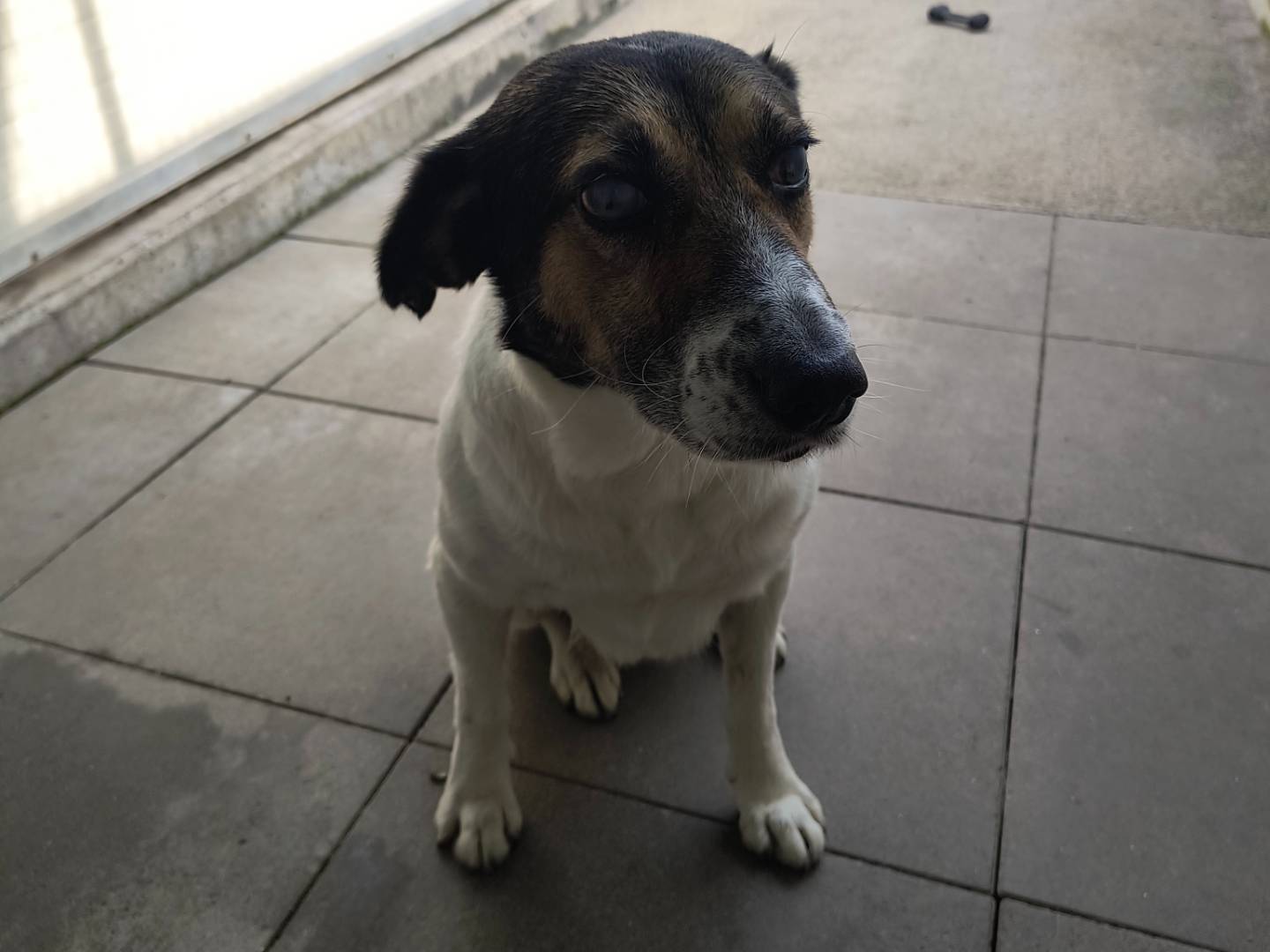 Adotta un cane, taglia media, maschio, Milano