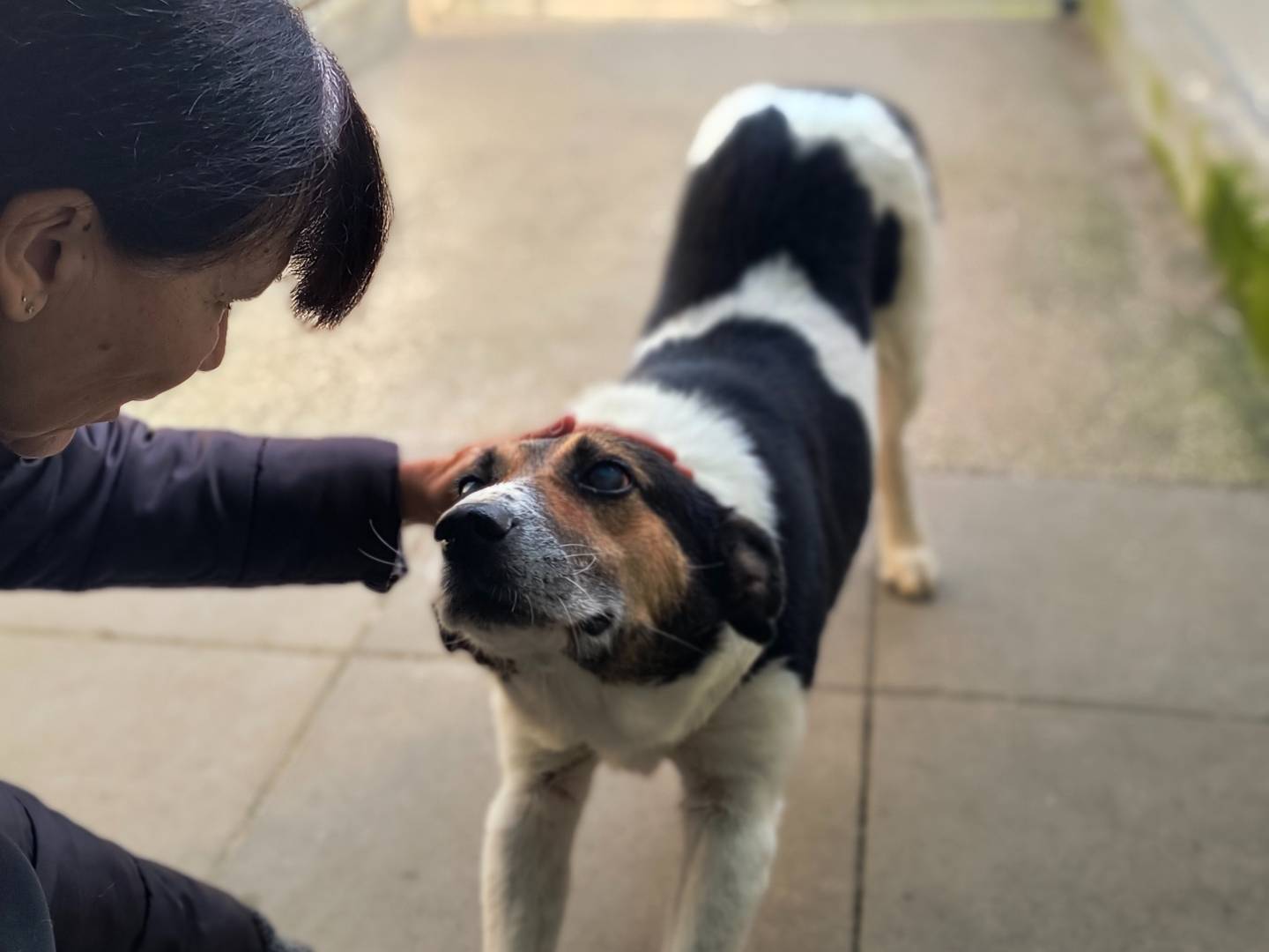 Vuoi adottare un cane a Milano?