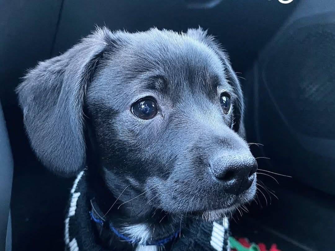 Adozione cane, maschio, Razza sconosciuta Razza sconosciuta, 10 mesi, taglia piccola, Verona