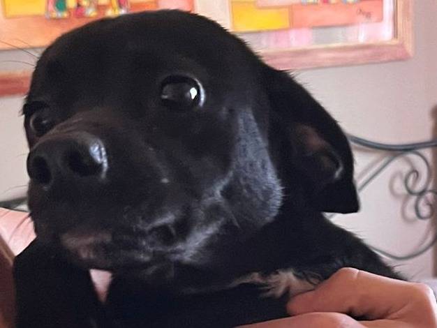 Adotta un cane, taglia piccola, maschio, Verona