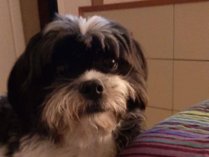 Adozione cane, femmina, Razza sconosciuta Razza sconosciuta, 5 anni e 5 mesi, taglia piccola, Verona