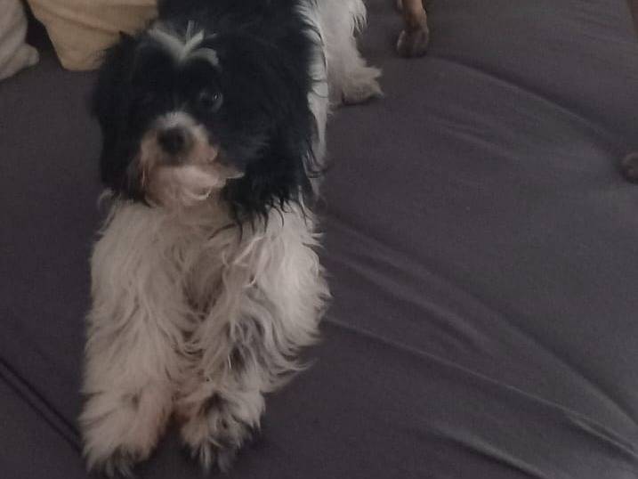 Adotta un cane, femmina, 5 anni e 5 mesi, Verona