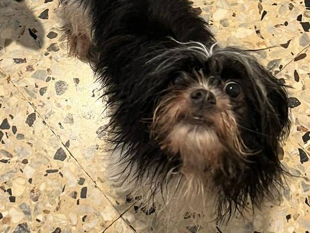 Adotta un cane, taglia piccola, femmina, Verona