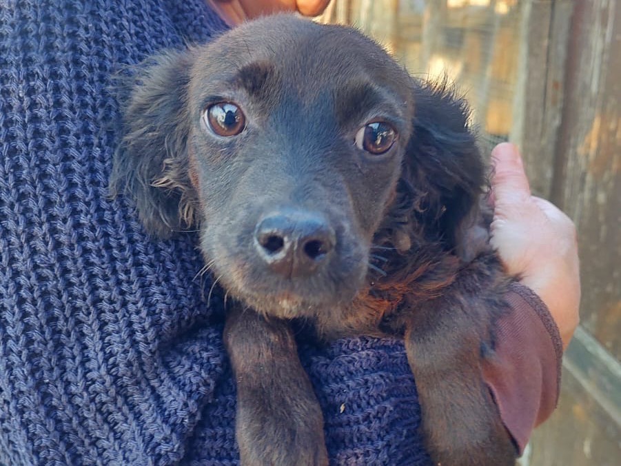 Adozione cane, femmina, Razza sconosciuta Razza sconosciuta, 9 mesi, taglia media contenuta, Salerno