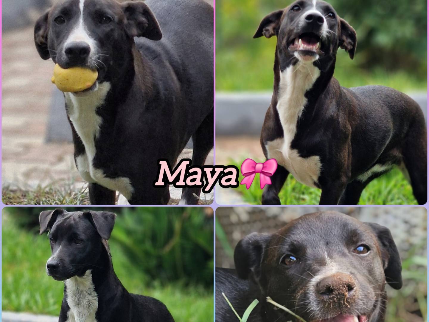 Adozione cane, femmina, Razza sconosciuta Razza sconosciuta, 7 mesi, taglia media, Milano