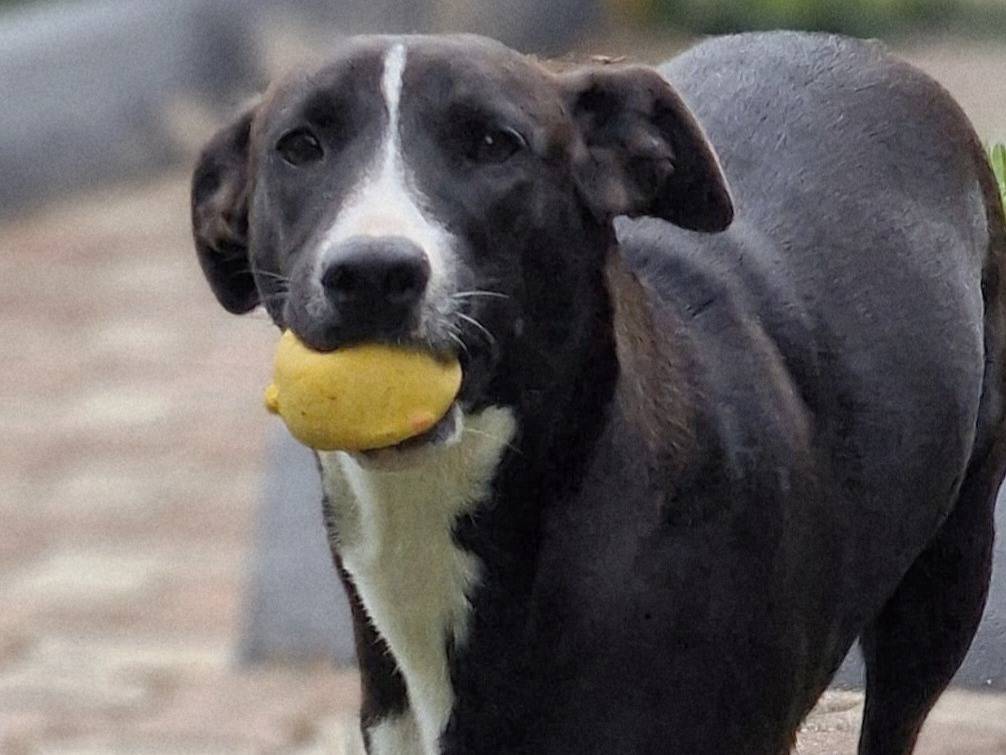 Adotta un cane, femmina, 7 mesi, Milano