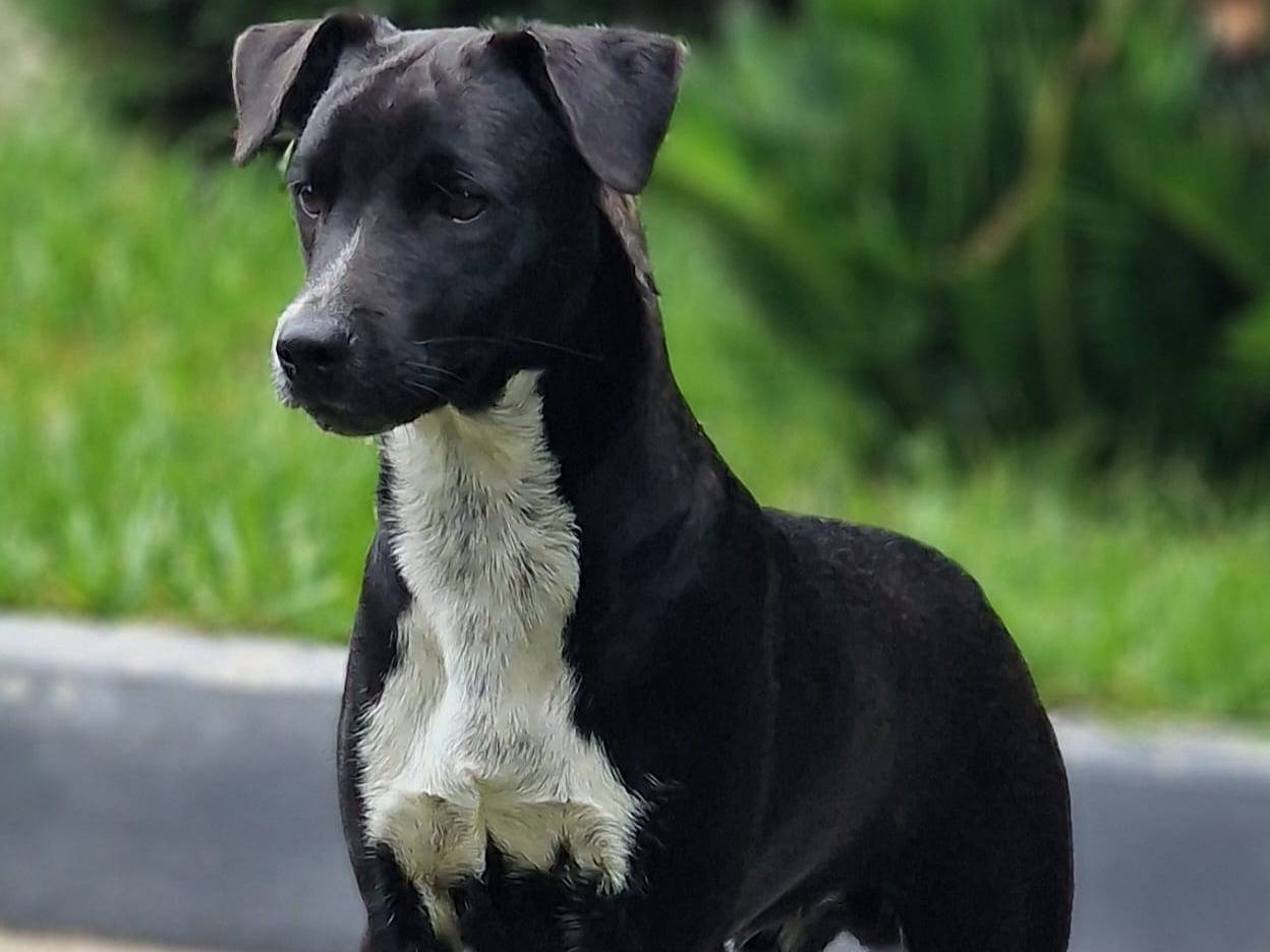 Adotta un cane, taglia media, femmina, Milano
