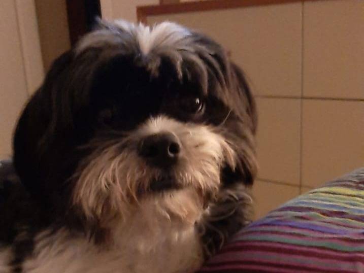 Adozione cane, femmina, Razza sconosciuta Razza sconosciuta, 5 anni e 5 mesi, taglia piccola, Verona