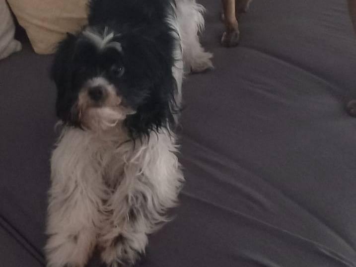 Adotta un cane, femmina, 5 anni e 5 mesi, Verona