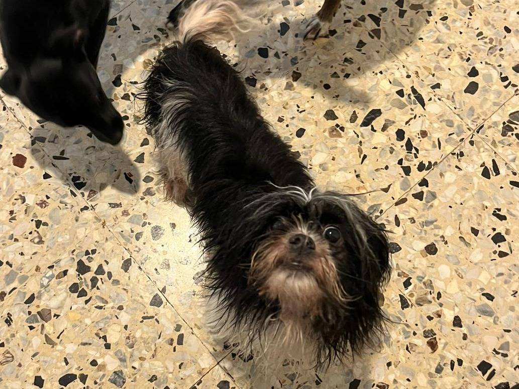 Adotta un cane, taglia piccola, femmina, Verona