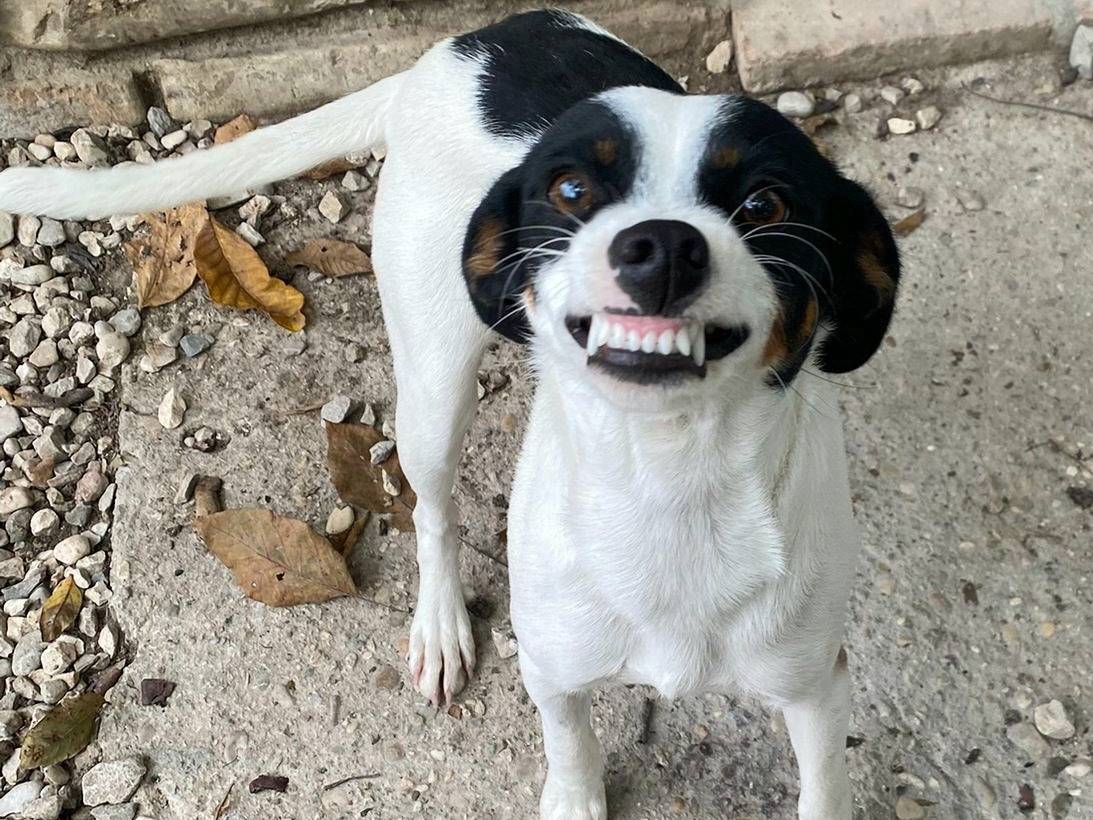 Adozione cane, femmina, Razza sconosciuta Razza sconosciuta, 1 anno e 2 mesi, taglia piccola, Teramo