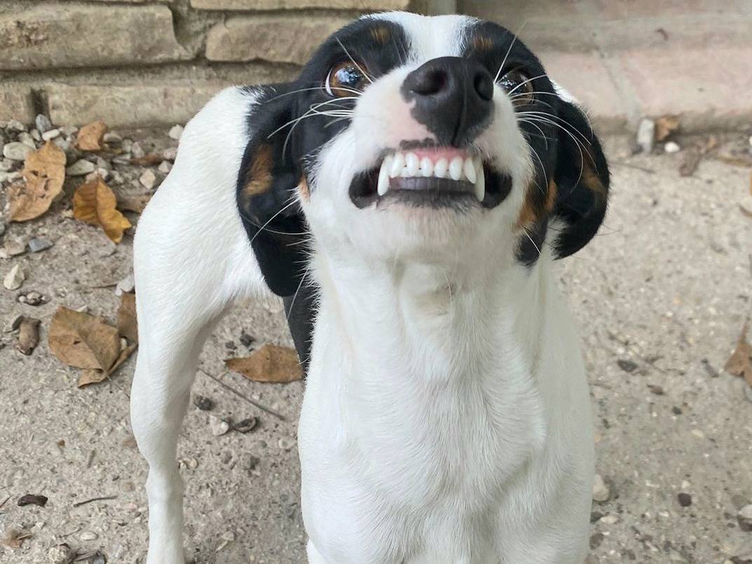 Adotta un cane, femmina, 1 anno e 2 mesi, Teramo