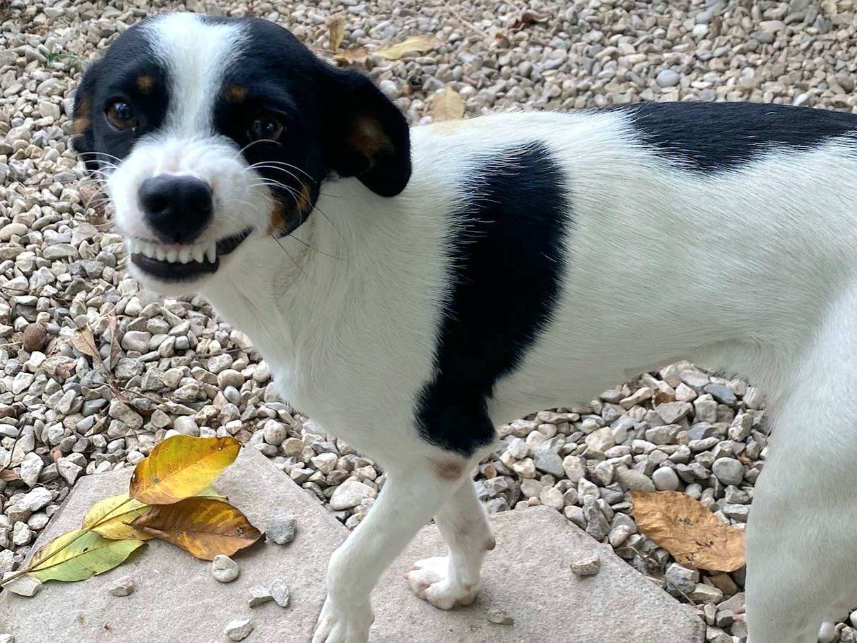 Adotta un cane, taglia piccola, femmina, Teramo