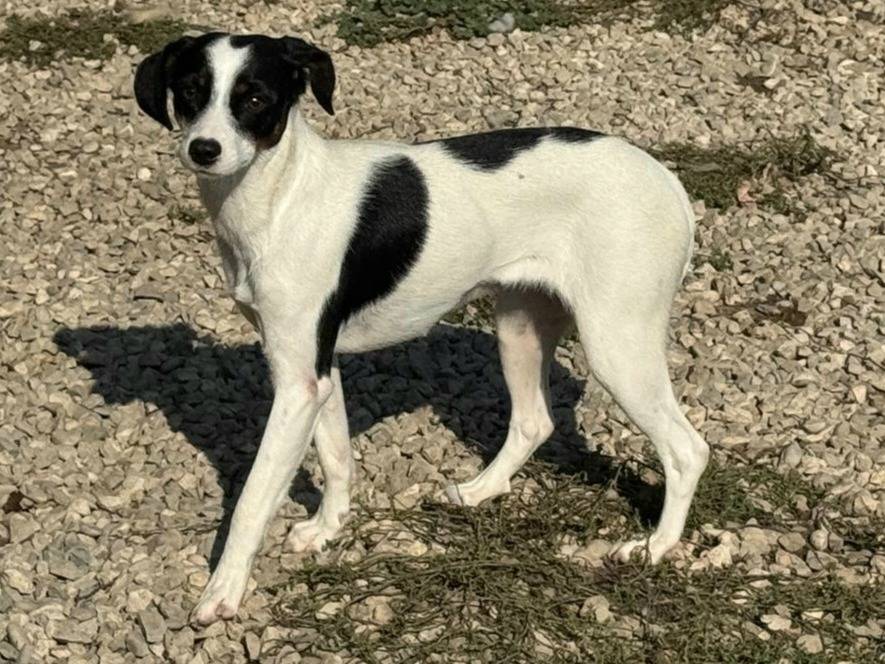 Vuoi adottare un cane a Teramo?