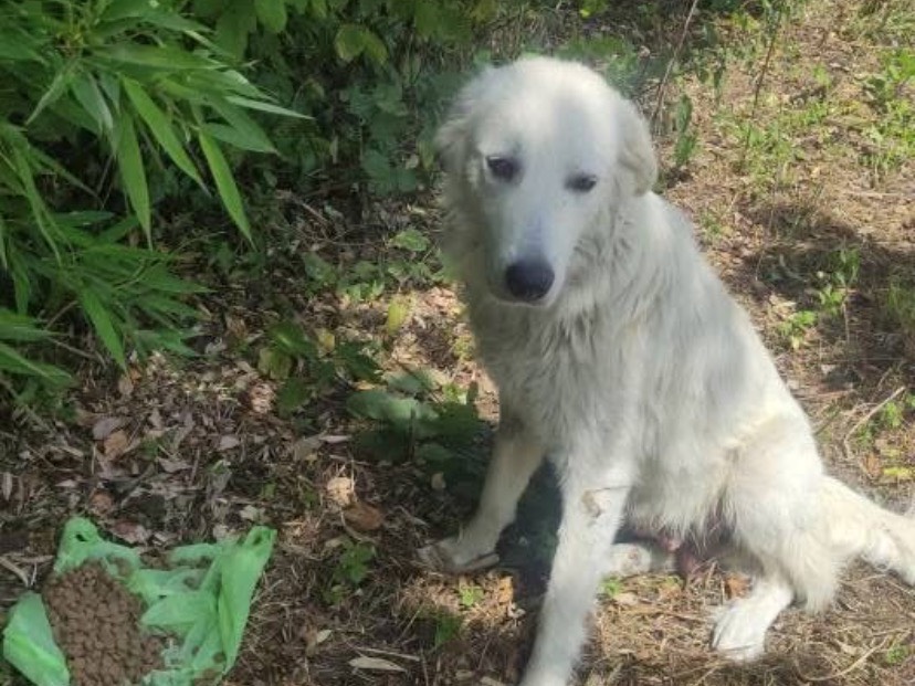 Adozione cane, maschio, Pastore maremmano Razza sconosciuta, 7 mesi, taglia grande, Avellino