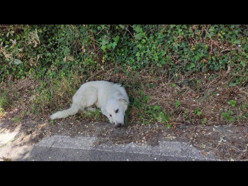 Adotta un cane, maschio, 7 mesi, Avellino
