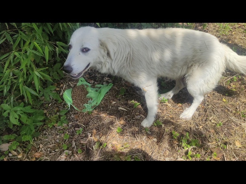 Adotta un cane, taglia grande, maschio, Avellino