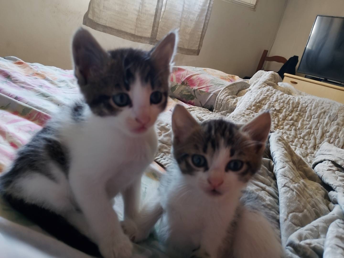 Adozione gatto, femmina, Razza sconosciuta Razza sconosciuta, 1 mesi, taglia non valida, Latina