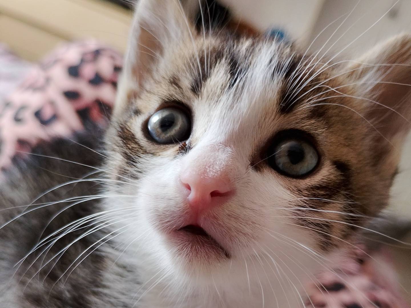 Adotta un gatto, femmina, 1 mesi, Latina