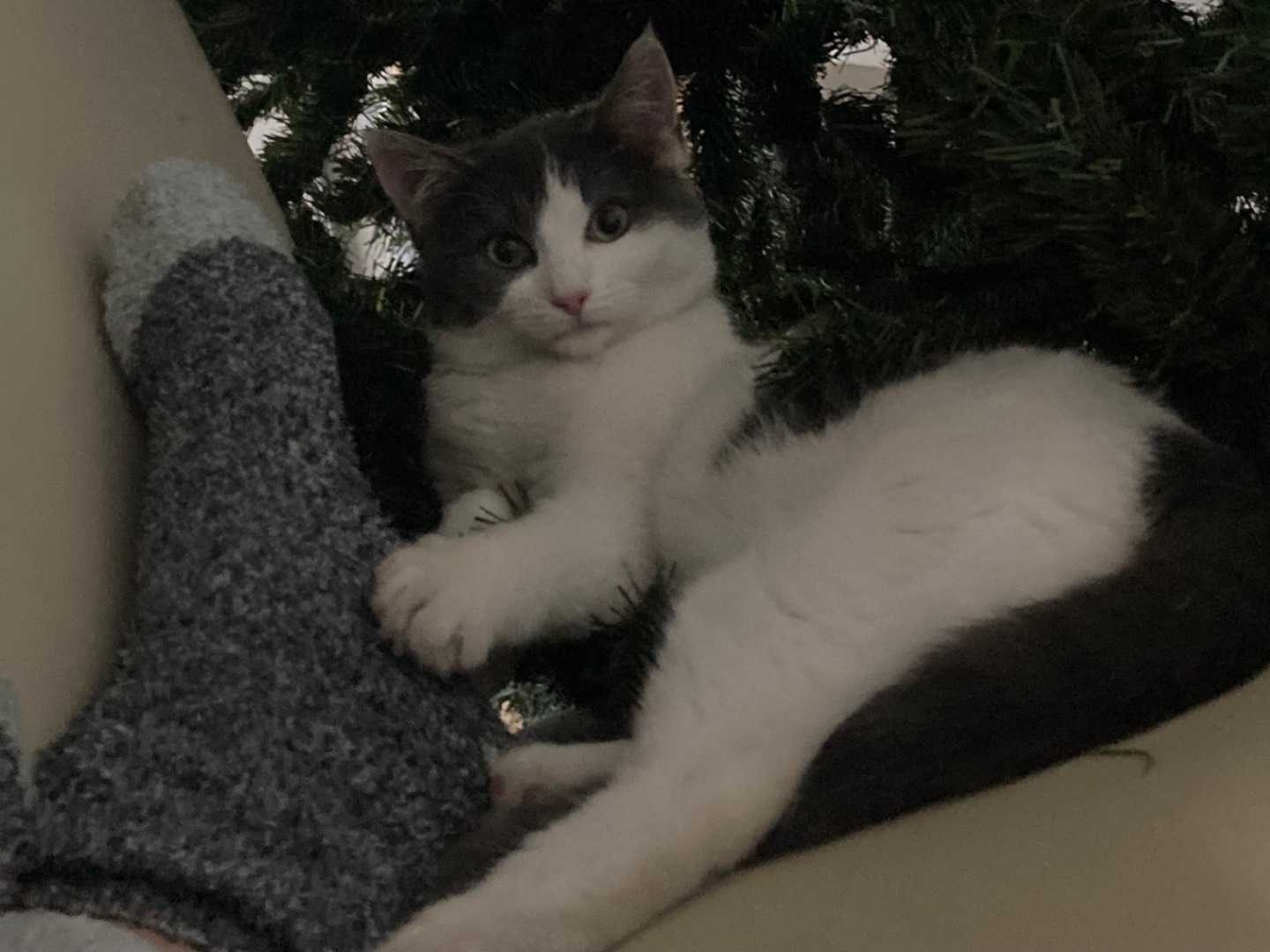 Adotta un gatto, femmina, 2 anni e 1 mese, Lecce