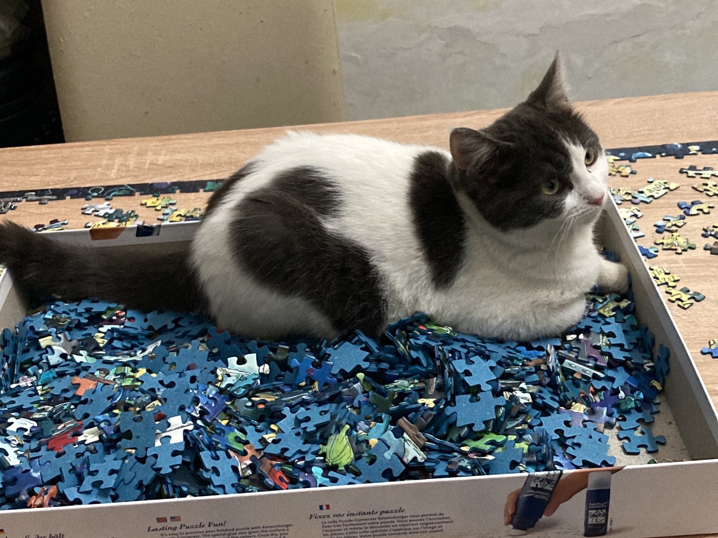 Adotta un gatto, taglia non valida, femmina, Lecce
