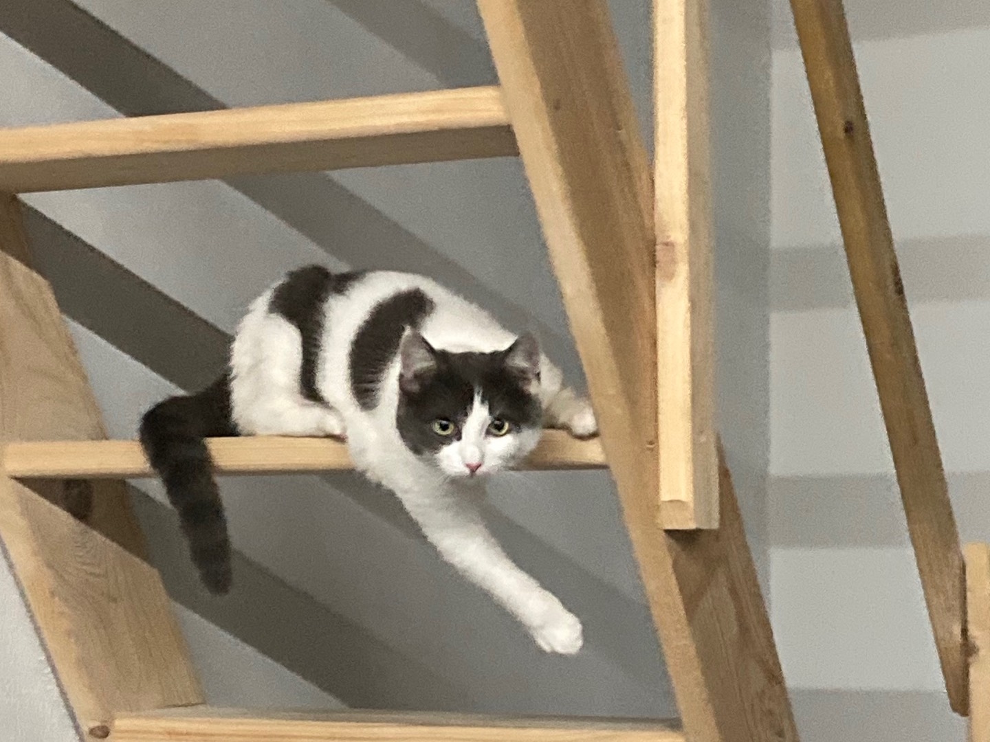 Vuoi adottare un gatto a Lecce?