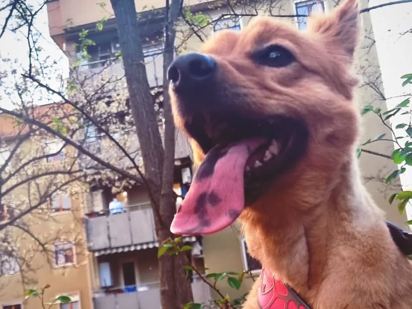 Adotta un cane, femmina, 5 anni, Frosinone