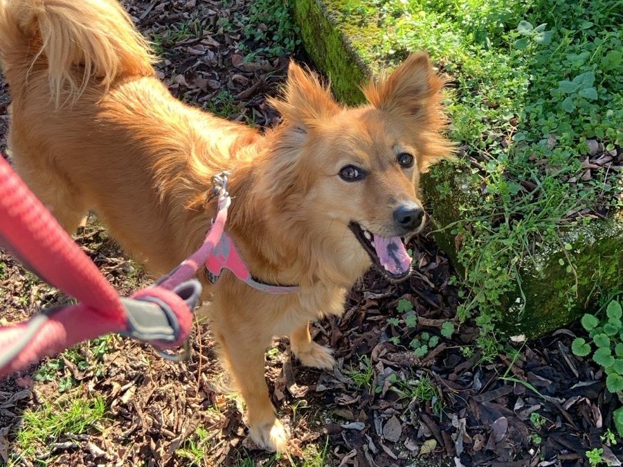 Adotta un cane, taglia media contenuta, femmina, Frosinone