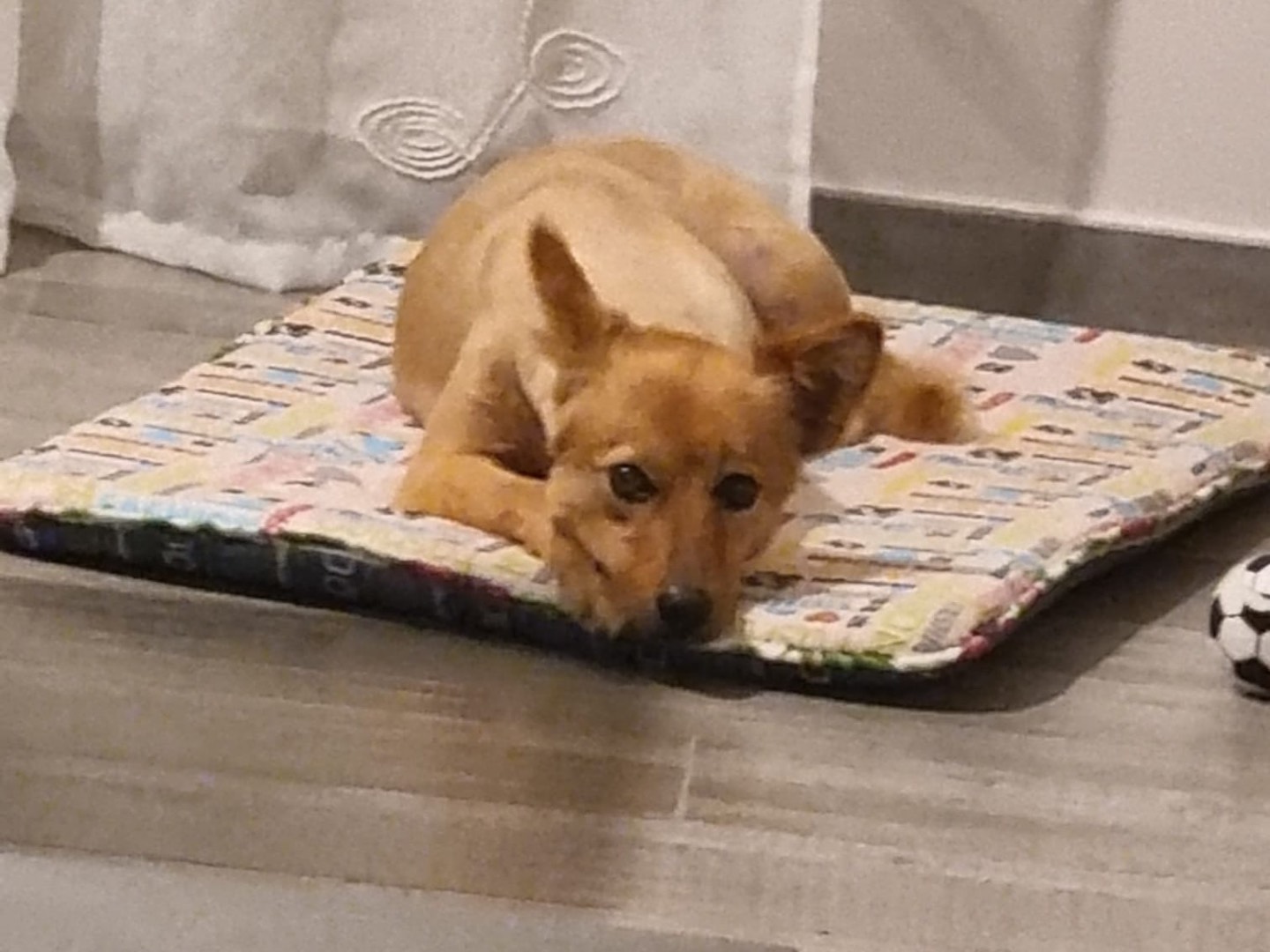 Vuoi adottare un cane a Frosinone?