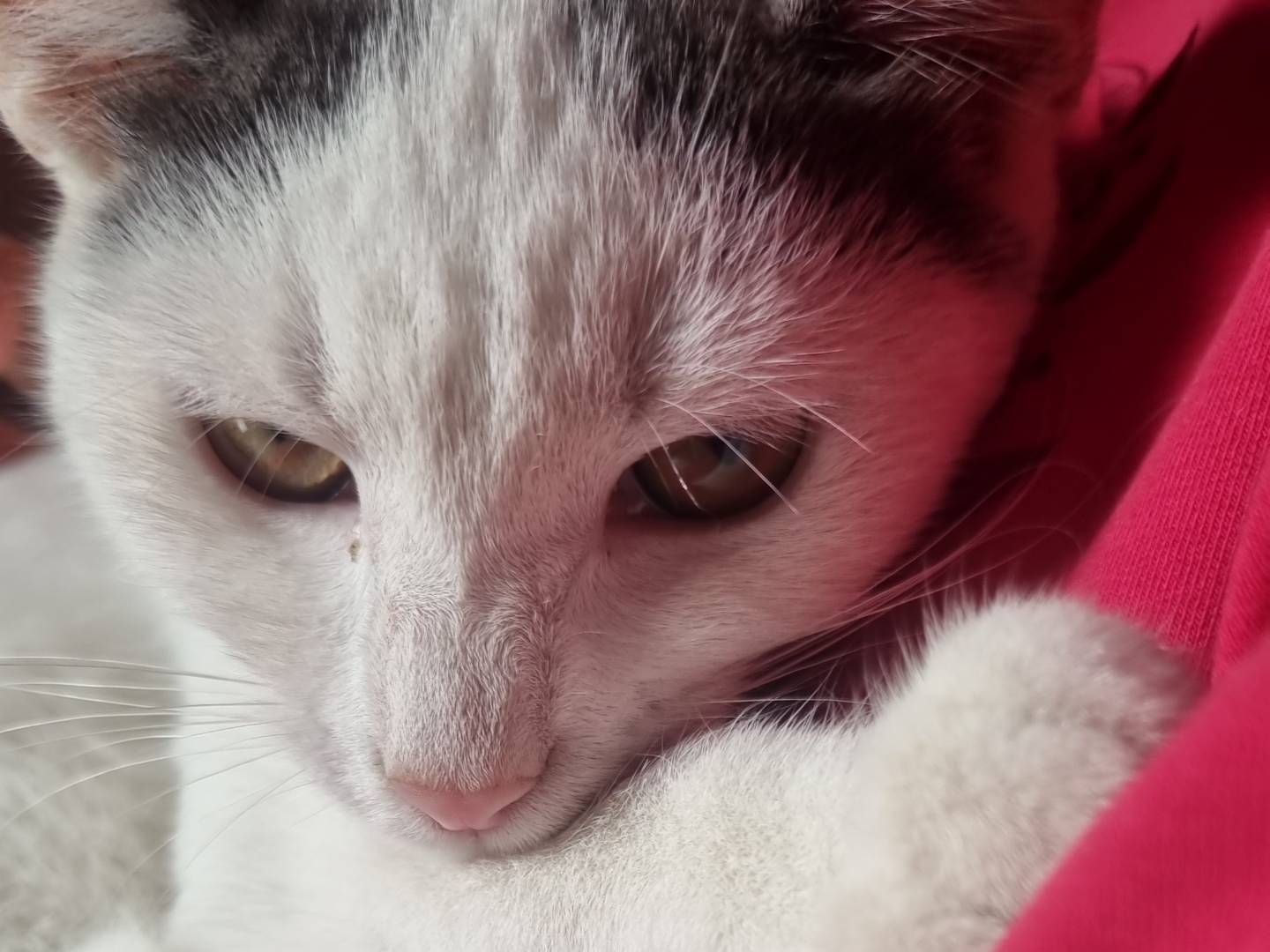 Vuoi adottare un gatto a Napoli?