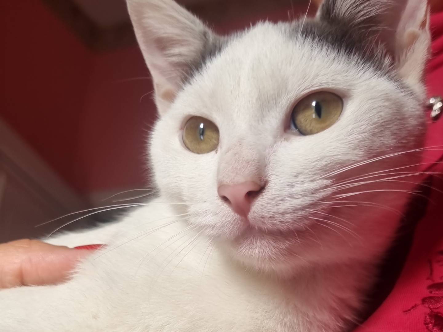 Adotta il gatto Macchia a Napoli