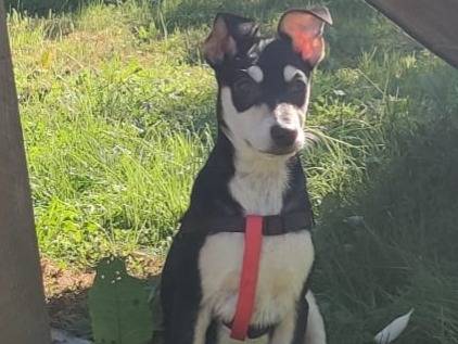 Adozione cane, maschio, Razza sconosciuta Razza sconosciuta, 3 mesi, taglia media contenuta, Firenze