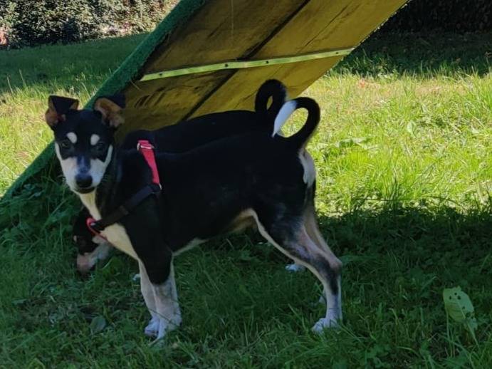 Adotta un cane, maschio, 3 mesi, Firenze