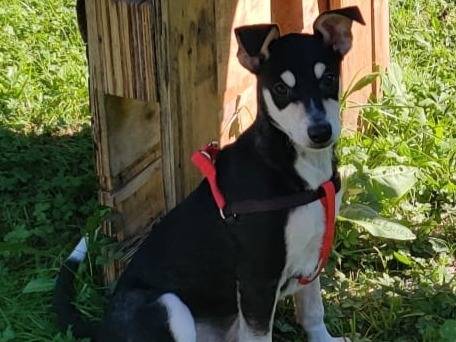 Adotta un cane, taglia media contenuta, maschio, Firenze
