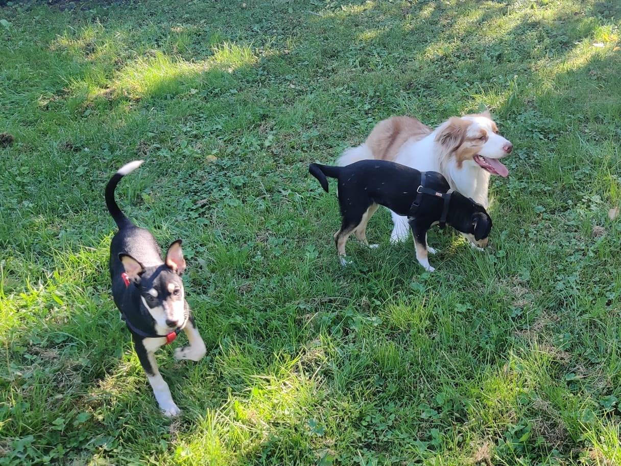 Adotta il cane Brunello a Firenze