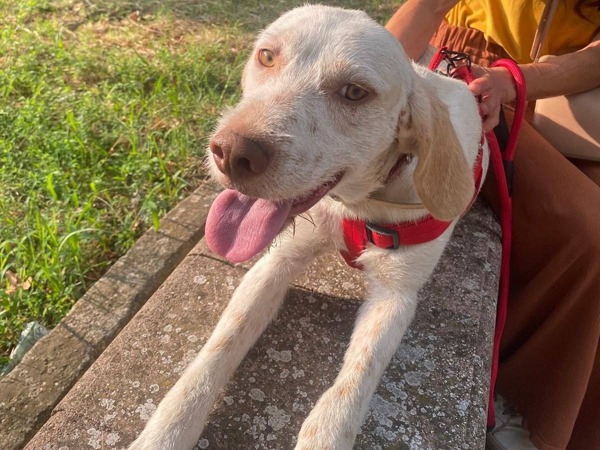 Adozione cane, maschio, Setter Inglese Spinone, 1 anno e 7 mesi, taglia media, Avellino